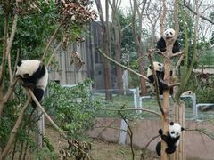 -成都大熊猫繁育研究基地