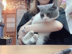 -福尔喵斯探案馆实景搜证·沉浸式剧本杀