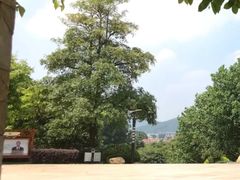-火炉山森林公园
