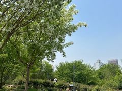 -莲花池公园
