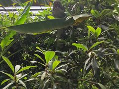 -呀路古热带植物园