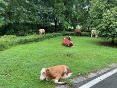 -南京市江宁方山