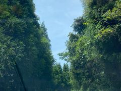 -武陵山森林公园