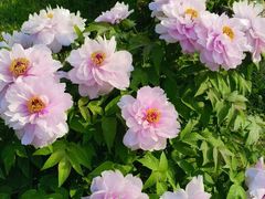 -长春公园(普阳街道)