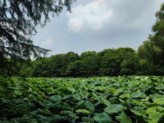-同里国家湿地公园