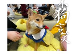 -逗柴咖啡屋·狗咖猫咖宠物桌游