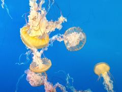 -太平洋海底世界