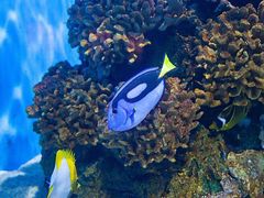 -芜湖新华联大白鲸海洋公园