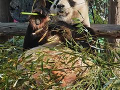 -西霞口神雕山野生动物世界
