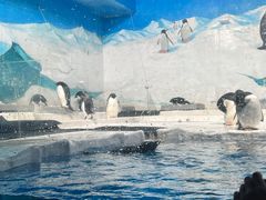 -海合安天津极地海洋公园