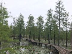 -池杉湖湿地公园