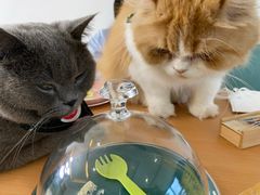 -猫在这儿猫咪咖啡馆·撸猫馆