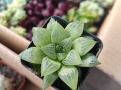 -中环花鸟鱼虫市场
