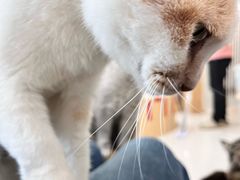 -鼓捣猫呢主题猫咖店