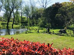 -上海共青森林公园