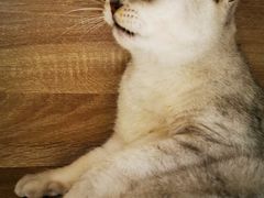 -藏猫猫咖啡主题馆(中央大道店)