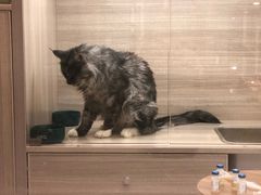 -飞行喵MR PILOT|猫舍·猫咖(静安大融城店)