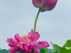 -莲花池公园