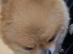 -瑞派宠物医院·24小时骨科·心脏·核磁(哈尔滨南岗店)
