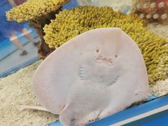 -上海海洋水族馆