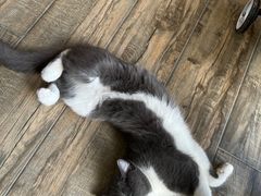 -lincat·猫舍(广州店)