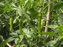 -甜心庄园·甜心草莓采摘园(西青中北店)