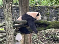 -都江堰中华大熊猫苑