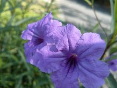 -白塘生态植物园