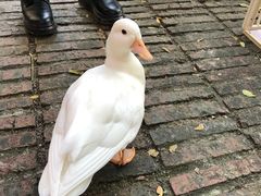 -more than meow吴止猫主题餐厅(承德 中船汇店)