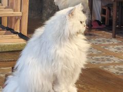 -猫猫幼稚园·撸猫·桌游·电玩