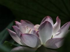 -四川大学(华西校区)