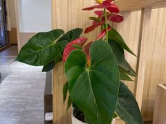 -芭夯兔·兔肉汤锅(新都店)