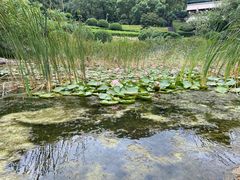 -桃花岭景区