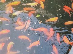 -苏堤停车场