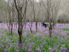-同里国家湿地公园