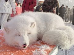 -牛马行牛肉饸饹铺(青岛街店)