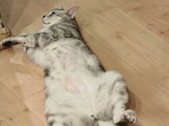 -宠爱国际动物医院·消化内科·心肾内科·ISFM猫友好(望京店)