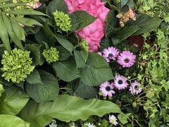 -上海鲜花港