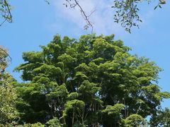 -西双版纳傣族园