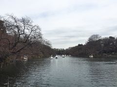 -井之头恩赐公园