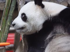 -栾川竹海野生动物园