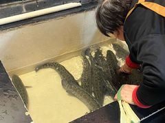 -百岁鱼(人民路店)