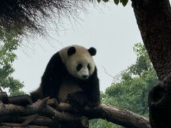 -武汉动物园
