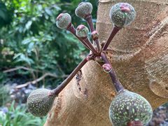 -呀路古热带植物园