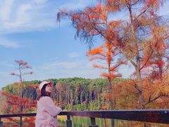 -昆山城市生态森林公园