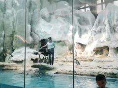 -帝企鹅自助餐厅•儿童岛•真企鹅(长隆企鹅酒店)