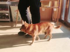 -瑞派宠物医院·中兽医专科(中央商城分院)