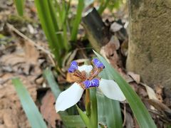 -西双版纳原始森林公园