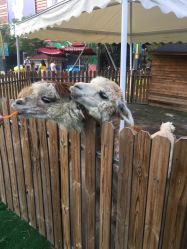 -萌宠亲子动物乐园(槐房万达店)