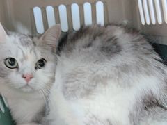 -伟伟宠物医院·瑞派猫友好医院·猫科(光谷店)